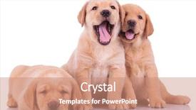  Presentation with sad dog abandoned dogs - Beautiful presentation featuring three labrador retriever puppy dogs backdrop and a coral colored foreground