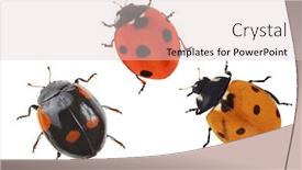  Presentation with ladybugs - Audience pleasing PPT theme consisting of three-ladybugs-isolated-on-white backdrop and a lemonade colored foreground