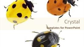  Presentation with ladybugs - Beautiful slides featuring three-ladybugs-isolated-on-white backdrop and a cream colored foreground