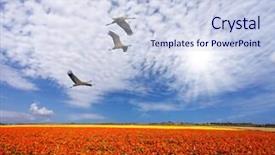  Presentation with birds flying - Slide set having three large birds flying high in the cirrus clouds the concept of eco-tourism and recreation the southern sun illuminates the flower fields of red buttercups background and a sky blue colored foreground