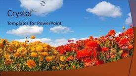  Presentation with birds flying - Audience pleasing presentation consisting of three large birds flying high in the cumulus clouds the concept of eco-tourism and recreation the southern sun illuminates the flower fields of red buttercups backdrop and a teal colored foreground