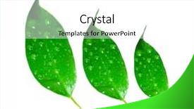  Presentation with three - Cool new PPT theme with phatology - three leaves - close-up backdrop and a white colored foreground