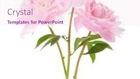  Presentation with light pink - Cool new PPT layouts with three light pink peonies isolated on white background backdrop and a lemonade colored foreground