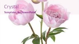  Presentation with light pink - Audience pleasing theme consisting of three-light-pink-peonies-isolated backdrop and a lemonade colored foreground