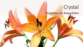  Presentation with lotus flower white water lily - Beautiful PPT theme featuring kitchen backdrop and a gray colored foreground