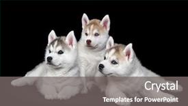 Presentation with siberian husky dog black - Beautiful PPT theme featuring cute puppy of siberian husky backdrop and a gray colored foreground