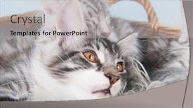  Presentation with maine - Amazing slide deck having three-maine-coon-kittens backdrop and a light gray colored foreground