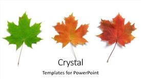  Presentation with maple leaves - Slides featuring three maple autumn leaves background and a  colored foreground