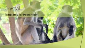  Presentation with monkey - Colorful PPT theme enhanced with three-monkeys-three-monkey-looking backdrop and a yellow colored foreground