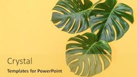  Presentation with bright yellow - Amazing presentation theme having three-monstera-leaf backdrop and a yellow colored foreground