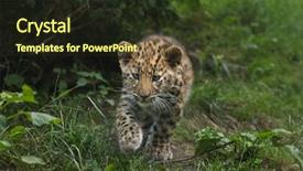  Presentation with amur leopard - Presentation theme featuring three-month-old amur leopard background and a wine colored foreground