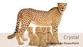  Presentation with cheetah - Audience pleasing presentation design consisting of three-months-old-cheetah-cub backdrop and a coral colored foreground