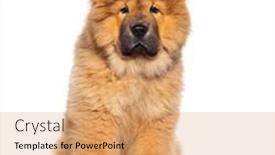  Presentation with old dog - PPT layouts consisting of three-months-old-puppy-chow background and a coral colored foreground