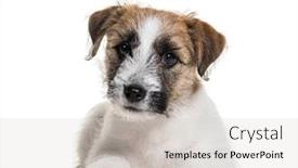  Presentation with russell - PPT layouts consisting of three months old puppy jack russell terrier lying against white background background and a light gray colored foreground