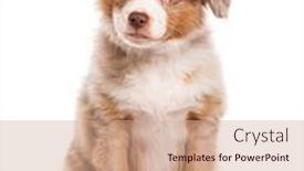  Presentation with red white blue - PPT theme with three-months-old-puppy-red background and a coral colored foreground