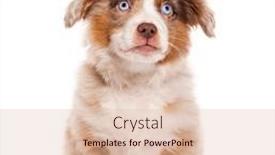  Presentation with red white blue - Theme enhanced with three-months-old-puppy-red background and a lemonade colored foreground