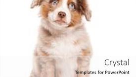  Presentation with old dog - Slide deck with three-months-old-puppy-red background and a  colored foreground