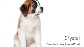  Presentation with old dog - Presentation theme featuring three-months-old-puppy-saint background and a  colored foreground
