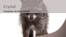  Presentation with old young - Slide set having three-months-old-young-raccoon background and a light gray colored foreground