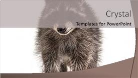  Presentation with old young - Beautiful presentation design featuring three-months-old-young-raccoon backdrop and a light gray colored foreground