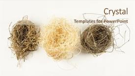  Presentation with bird - Amazing presentation theme having three natural bird nests backdrop and a cream colored foreground
