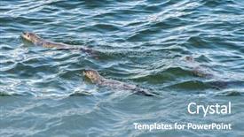  Presentation with teton - Slides with three north american river otters lontra canadensis swimming in jenny lake grand teton national park usa background and a seafoam green colored foreground