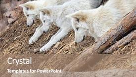  Presentation with north american travel women - Cool new theme with three north american wolves staring backdrop and a coral colored foreground