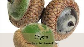  Presentation with oak - Colorful presentation design enhanced with three oak acorns isolated on white background backdrop and a coral colored foreground