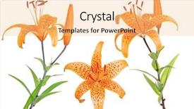  Presentation with white flowers - PPT layouts having three orange lily flowers isolated background and a lemonade colored foreground