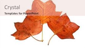  Presentation with maple leaves - Beautiful slides featuring three-orange-maple-leaves-isolated backdrop and a lemonade colored foreground