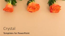  Presentation with romance - Amazing slide set having three-orange-roses-lying-separately backdrop and a coral colored foreground