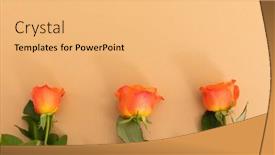  Presentation with romance - PPT layouts enhanced with three-orange-roses-lying-separately background and a yellow colored foreground