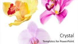  Presentation with tropical flowers - Colorful theme enhanced with young man against chalkboard thinking how to earn money backdrop and a dark gray colored foreground