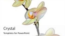  Presentation with orchids - PPT theme enhanced with three-orchids-isolated-with-clipping background and a white colored foreground