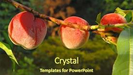  Presentation with flat peach tree - Amazing presentation theme having three peaches on the tree backdrop and a tawny brown colored foreground