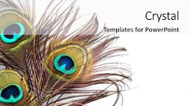  Presentation with peacock feather - Slide set featuring three peacock feathers background and a white colored foreground