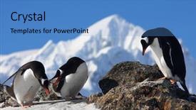  Presentation with rock - Amazing PPT layouts having three-penguins-are-sitting backdrop and a teal colored foreground