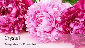  Presentation with three - Slide deck with three-peonies-isolated-on-white background and a lemonade colored foreground