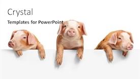  Presentation with blank - Slides having three-piglets-standing-above background and a white colored foreground