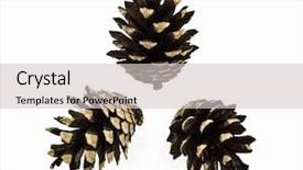  Presentation with pine - PPT layouts enhanced with three pine cones isolated on white background and a light gray colored foreground