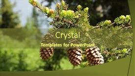  Presentation with pinecones - PPT theme enhanced with three-pinecones-hanging background and a tawny brown colored foreground