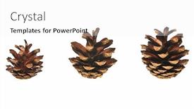  Presentation with pinecones - Beautiful PPT layouts featuring three pinecones isolated on white background backdrop and a white colored foreground