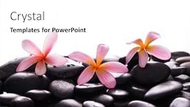  Presentation with zen - Slide set with three-pink-frangipani-closeup background and a white colored foreground
