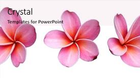  Presentation with set flowers tagetes patula - Amazing theme having three pink frangipanis flowers backdrop and a lemonade colored foreground