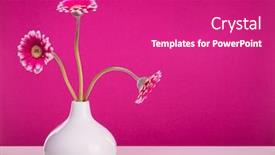  Presentation with purple wall - Beautiful presentation theme featuring three-pink-gerber-blossoms backdrop and a purple colored foreground