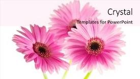  Presentation with stem - Amazing slide set having three pink gerber daisy backdrop and a lemonade colored foreground