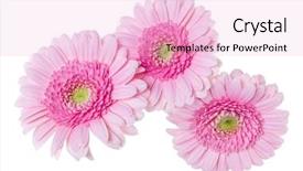  Presentation with pink white - Slide deck having three pink gerbera flower heads background and a lemonade colored foreground