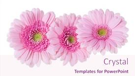  Presentation with pink white - Amazing presentation theme having three-pink-gerbera-flower-heads backdrop and a lemonade colored foreground