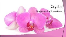  Presentation with pink flowers - Amazing PPT theme having steel mug peanut and lilac petals isolate subject food and drinks backdrop and a lemonade colored foreground