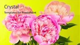  Presentation with pink green - Beautiful slide set featuring three pink peonies on green background backdrop and a yellow colored foreground